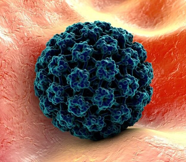 Модели 3D HPV, ки боиси warts дар дастҳо мегардад